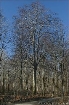 Img 1204x